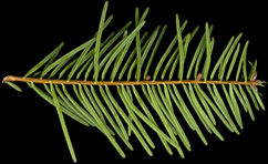 abies_grandis_zweig_u_april_50