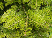 abies_grandis_zweige_april
