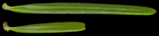 abies_homolepis_nadeln_o_april_600