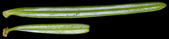 abies_homolepis_nadeln_u_april_600