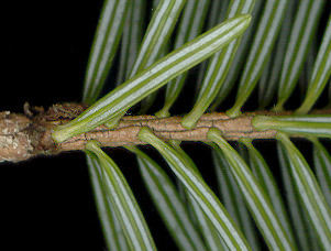 abies_homolepis_rinde_april_300