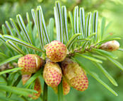 abies_homolepis_zweig_blueten_m_mai_1