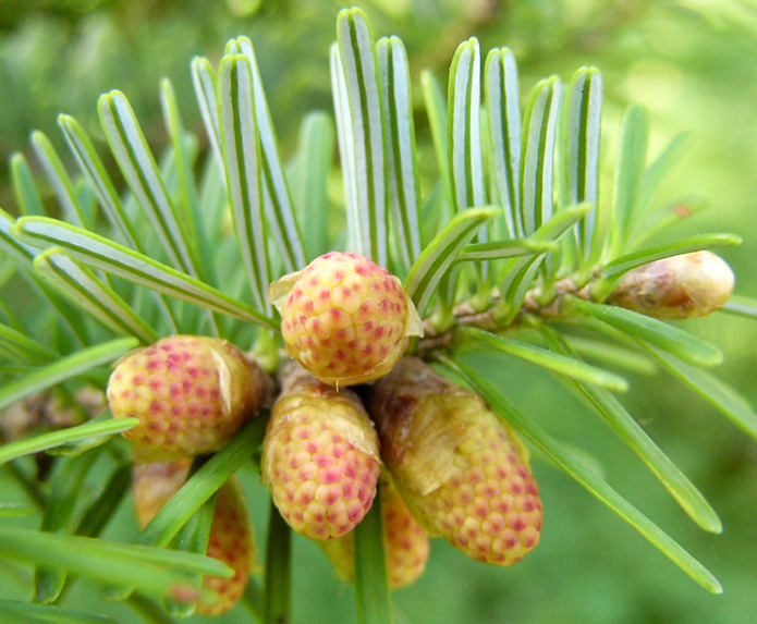 abies_homolepis_zweig_blueten_m_mai_2