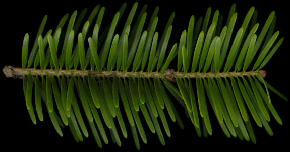 abies_homolepis_zweig_o_april_150