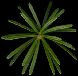 abies_homolepis_zweig_v_august_150