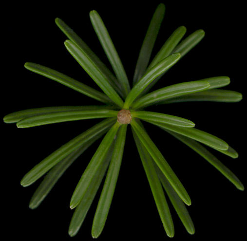 abies_homolepis_zweig_v_august_300