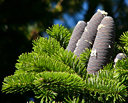 abies_homolepis_zweig_zapfen_august_1