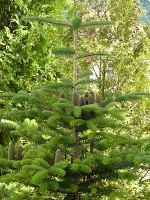 abies_koreana_baum_klein_juni_1