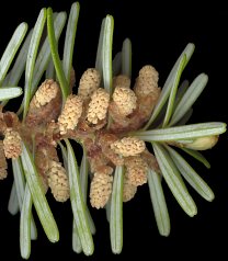 abies_koreana_blueten-m_mai_150