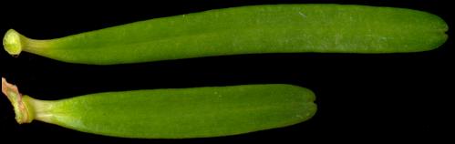 abies_koreana_nadeln_o_august_600