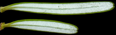 abies_koreana_nadeln_u_august_600