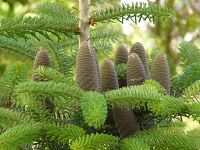abies_koreana_zapfen_juni_1