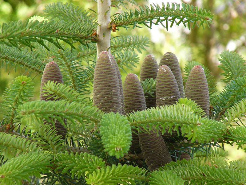 abies_koreana_zapfen_juni_2