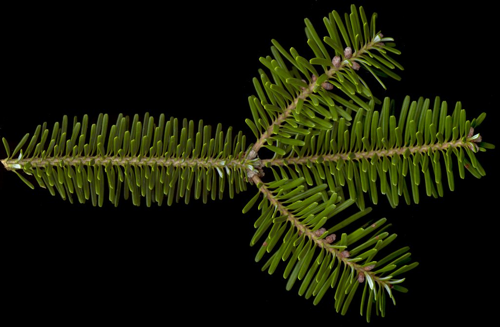abies_koreana_zweig_o_jan_150