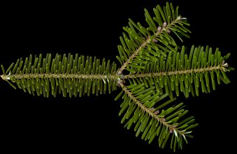 abies_koreana_zweig_o_jan_50