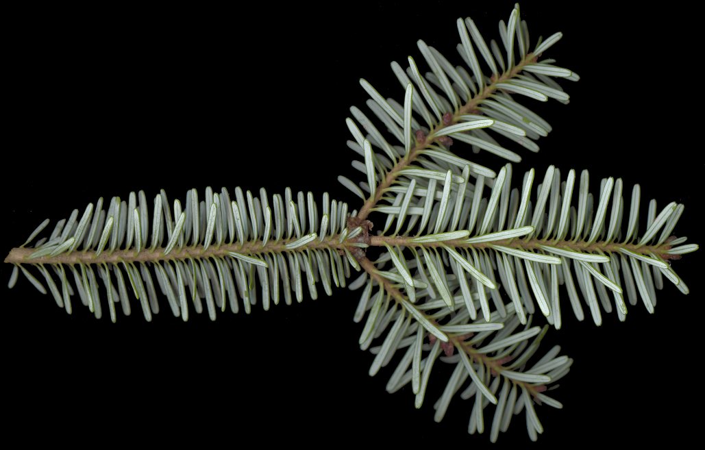 abies_koreana_zweig_u_jan_150