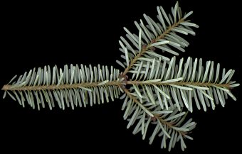 abies_koreana_zweig_u_jan_50