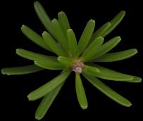 abies_koreana_zweig_v_jan_150