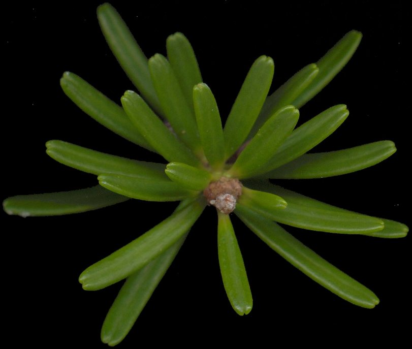 abies_koreana_zweig_v_jan_600