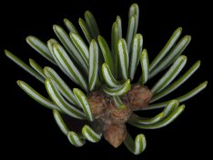 abies_nordmanniana_trieb_v_februar_150