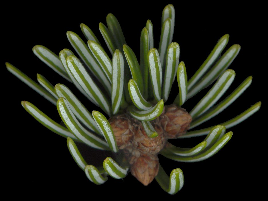 abies_nordmanniana_trieb_v_februar_600