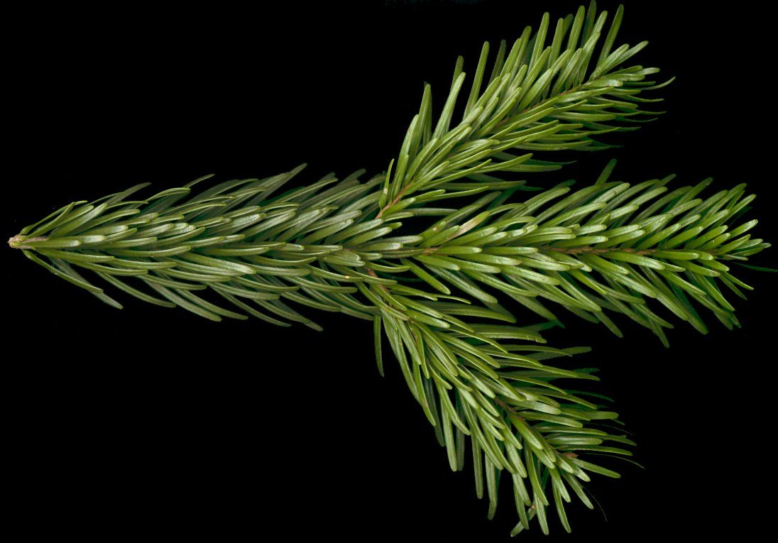 abies_nordmanniana_zweig_o_januar_150