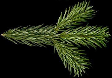 abies_nordmanniana_zweig_o_januar_50