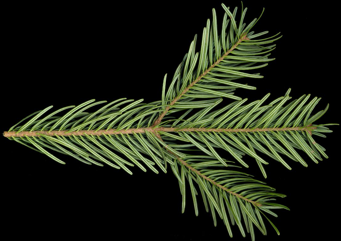 abies_nordmanniana_zweig_u_januar_150