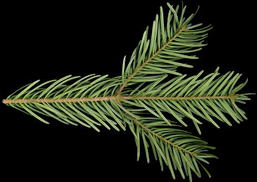 abies_nordmanniana_zweig_u_januar_50