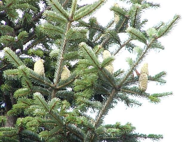 abies_nordmanniana_zweige_zapfen_september_2
