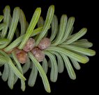 abies_procera_bluetenknospen-m_dez_150