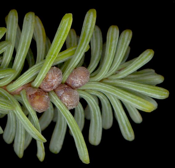 abies_procera_bluetenknospen-m_dez_600