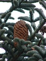abies_procera_zapfen_dez_1