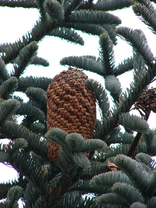 abies_procera_zapfen_dez_2