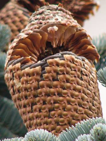 abies_procera_zapfen_teilzerfallen_dez_2