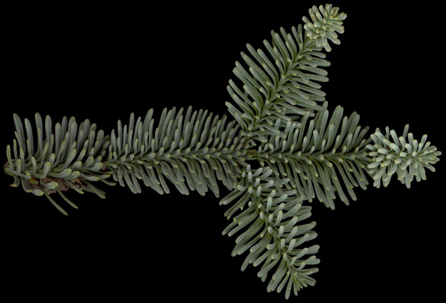 abies_procera_zweig_o_dez_150