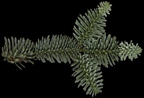 abies_procera_zweig_o_dez_50