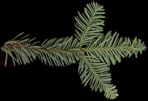 abies_procera_zweig_u_dez_50