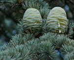 cedrus_atlantica_ast_zapfen_sept_1