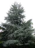 cedrus_atlantica_baum_juni_1
