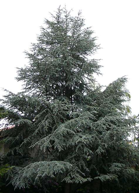 cedrus_atlantica_baum_juni_2