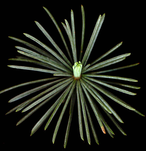 cedrus_atlantica_trieb_v_mai_300