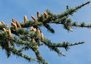 cedrus_atlantica_zweig_blueten-m_sept_1