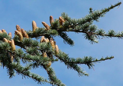 cedrus_atlantica_zweig_blueten-m_sept_2