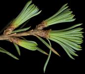 cedrus_atlantica_zweig_jung_mai_150