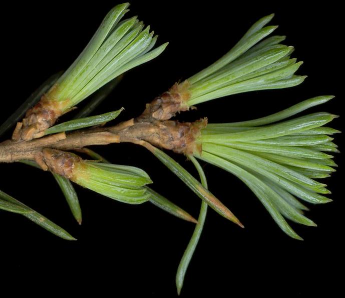 cedrus_atlantica_zweig_jung_mai_600