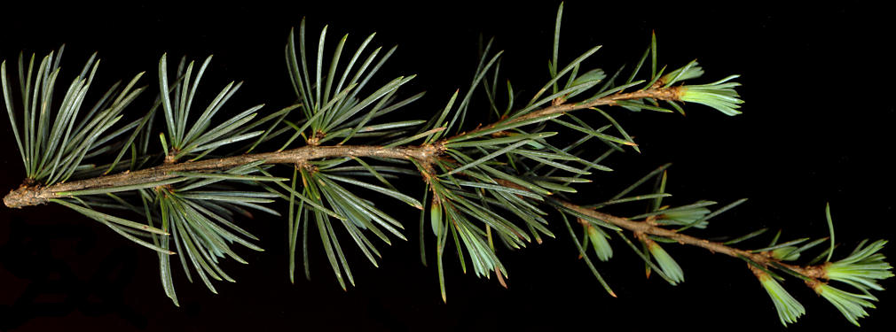 cedrus_atlantica_zweig_u_mai_150