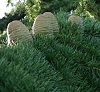 cedrus_deodara_ast_zapfen_sept_1