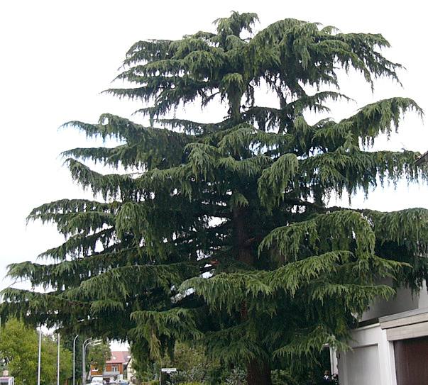 cedrus_deodara_baum_alt_sept_2