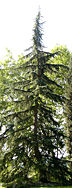 cedrus_deodara_baum_jung_sept_1